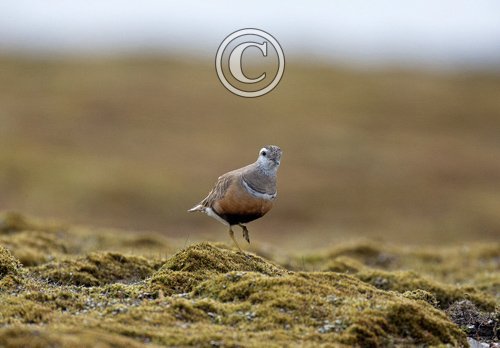 Dotterel DM1666